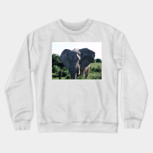 African Wildlife Photography Big Ears Elephant Crewneck Sweatshirt by PathblazerStudios